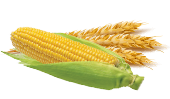 Zboża/Kukurydza